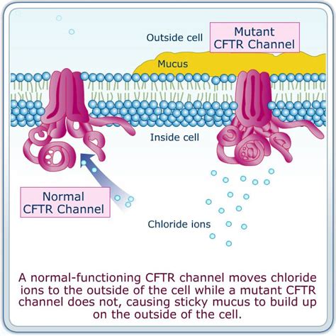 what does cftr gene make.